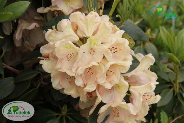 Rhododendron Belkanto